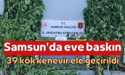 Samsun'da eve baskın: 39 kök kenevir ele geçirildi