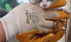 Yavru kediyi market çalışanları kurtardı