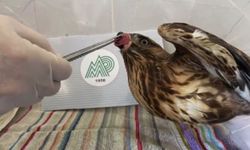 Yaralı kuş tedavi edilerek doğaya salındı