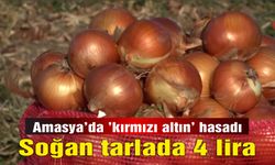 Amasya’da ’kırmızı altın’ hasadı: Soğan tarlada 4 lira