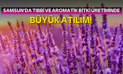 Samsun'da tıbbi ve aromatik bitki üretiminde büyük atılım! 33 milyon fide yetiştirildi