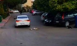 Sokak kedileri ezilen kedinin yardımına koştu!