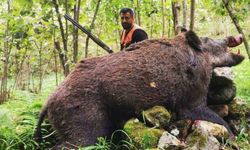 Trabzon'da dev domuz avı! 300 kiloluk bir domuz avcıları şaşkına çevirdi!