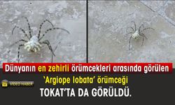 Dünyanın en zehirli örümcekleri arasında görülen  ‘Argiope lobata’ örümceği Tokat’ta da görüldü.