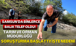 Samsun'da binlerce balık telef oldu! Tarım ve Orman Müdürlüğü soruşturma başlattı! İşte nedeni