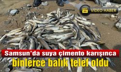 Samsun'da suya çimento karışınca binlerce balık telef oldu