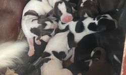Sokak köpeği 11 yavru dünyaya getirdi!