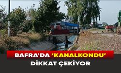 Bafra'da ‘kanalkondu’ dikkat çekiyor