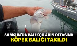 Samsun’da balıkçıların oltasına köpekbalığı takıldı