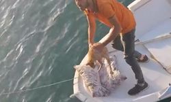 Denizde mahsur kalan kedi kurtarıldı