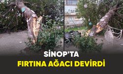 Sinop’ta şiddetli  fırtına ağacı devirdi