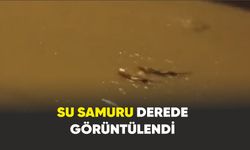 Zonguldak'ta  derede Su samuru görüntülendi
