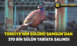 Samsun’dan 370 bin sülün tabiata salındı