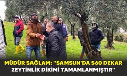 Samsun'da 'Zeytin Yetiştiriciliğini Geliştirme' projesi