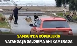 Samsun'da köpeklerin vatandaşa saldırma anı kamerada
