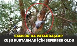 Samsun'da ağaçta asılı kalan güvercini itfaiye kurtardı