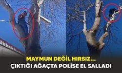 Maymun değil hırsız... Çıktığı ağaçta polise el salladı