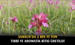 Samsun’da 2 bin 33 ton tıbbi ve aromatik bitki üretildi