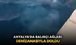 Antalya’da balıkçı ağları denizanasıyla doldu
