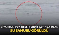 Diyarbakır’da nesli tehdit altında olan su samuru görüldü