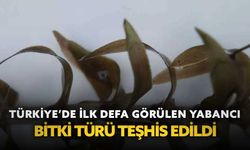 Türkiye’de ilk defa görülen yabancı bitki türü teşhis edildi