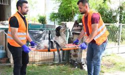 Samsun'da yaralı köpeğe belediye şefkati