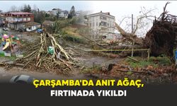 Çarşamba'da anıt ağaç, fırtınada yıkıldı