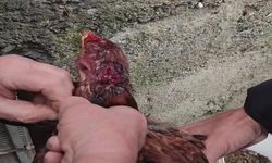 Boynuna İp Geçirilen Tavuğu Köylüler Kurtardı