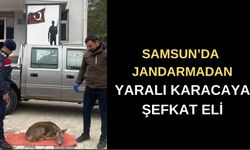 Samsun’da Jandarmadan Yaralı Karacaya Şefkat Eli