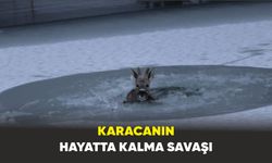 Karacanın hayatta kalma savaşı