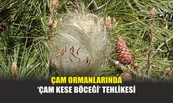 Çam Ormanlarında ‘Çam Kese Böceği’ Tehlikesi