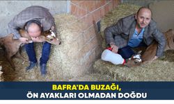 Bafra'da Buzağı, ön ayakları olmadan doğdu