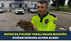 Bafra'da polisin yaralı halde bulduğu doğan koruma altına alındı