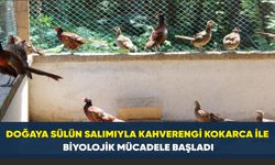 Samsun'da Kahverengi kokarcaya karşı sülün