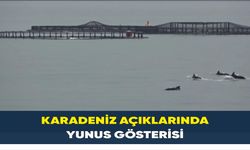 Karadeniz açıklarında yunus gösterisi