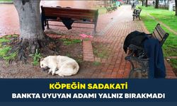 Köpeğin sadakati: Bankta uyuyan adamı yalnız bırakmadı