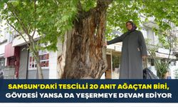 Samsun'da dış kabuğunun üstünde duran asırlık çınar ağacı görenleri şaşkına çeviriyor