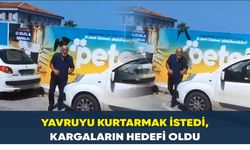 Samsun’da yavruyu kurtarmak istedi, kargaların hedefi oldu