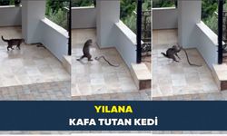 Yılana kafa tutan kedi