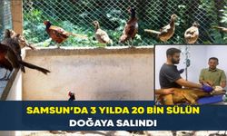 Samsun’da 3 yılda 20 bin sülün doğaya salındı