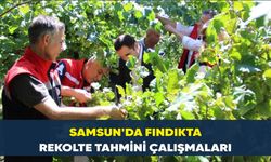Samsun’da fındıkta rekolte tahmini çalışmaları
