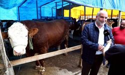 Canik'te Kurban pazarının 'Paşa'sı 1,3 tonluk boğa