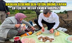 Alaçam’da Tütün Tarlalarında Helva Ekmek Geleneği