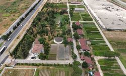 'Yeşil Vatan'a Samsun'dan yılda 3 milyon fidan