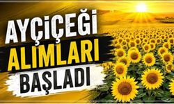Ayçiçeği alımları başladı