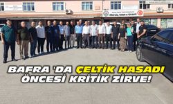 BAFRA 'DA ÇELTİK HASADI ÖNCESİ KRİTİK ZİRVE!