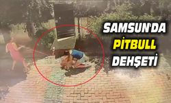 Samsun'da pitbull, Küçük kızı yere savurdu, köpeğini ise ağır yaraladı