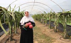 Çarşamba'da ejder meyvesi hasadı başladı