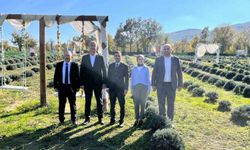 Samsun'da kadın üretici lavanta yetiştiriciliğiyle tarımsal çeşitliliğe katkı sağlıyor