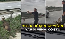 Yola düşen geyiğin yardımına koştu